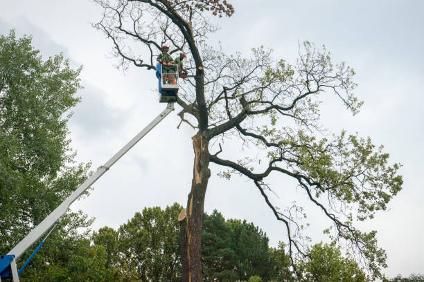 Best Tree Removal for Businesses  in USA